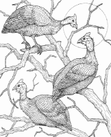 A coloring page of nature in africa